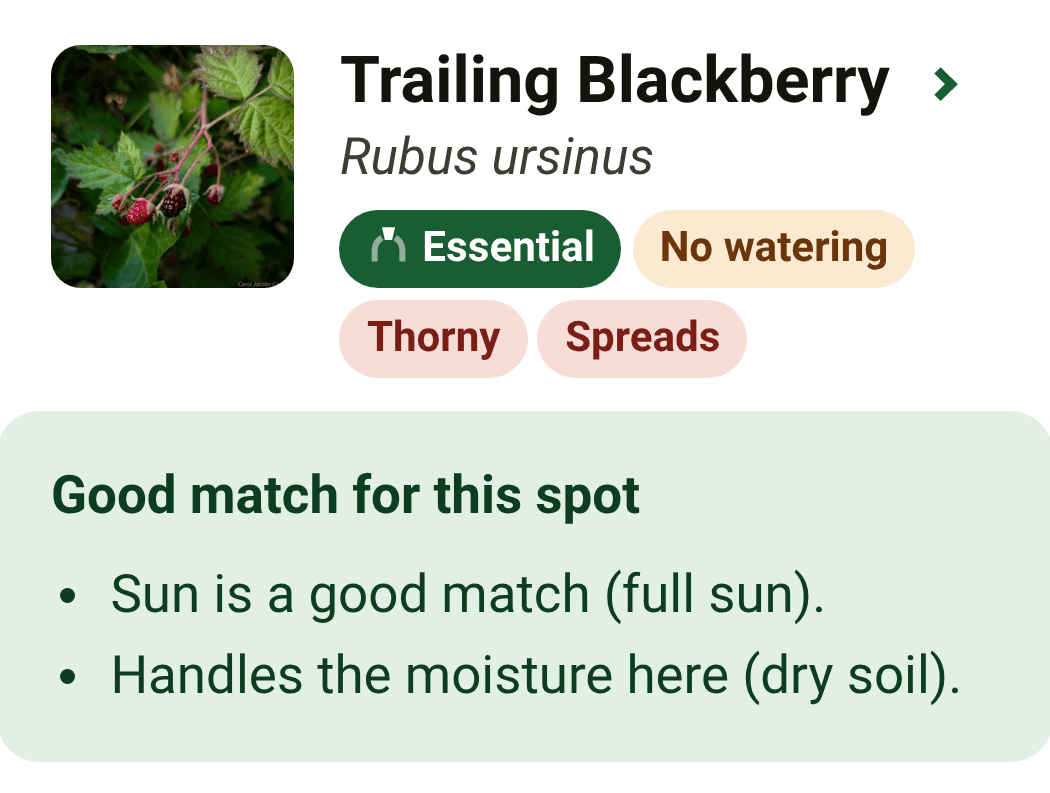 Trailing blackberry in Indigene's list for a sunny, dry spot in the Pacific Northwest, marked a good match for the sun and the soil.